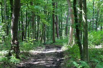 Fototapeta premium A path carved through the forest invites you deep into the thicket, where freshness and tranquility reign. Sunlight penetrates the dense tree crowns, creating a play of light and shadow on the ground 