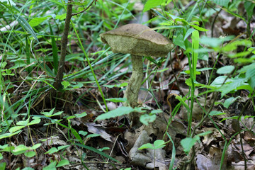 ​A birch bolete mushroom with a brown cap and a white stem covered in characteristic patterns. This mushroom in the forest litter, surrounded by leaves and grass, is a symbol of nature's bounty.