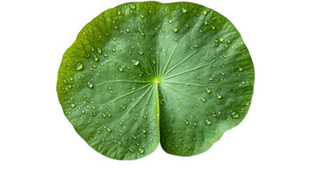 Green leaf with water drops isolated on transparent background