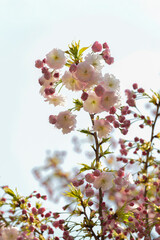 Double cherry blossom against bright spring sky in Korea