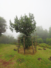 Fanal magical laurel forest