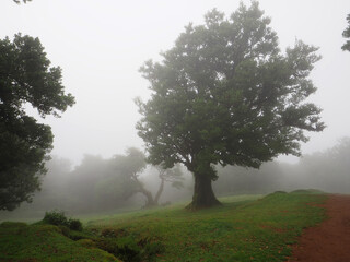 Fanal magical laurel forest