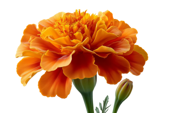 Marigold on a transparent background , Day of the Dead. Vibrant orange marigold flower showcasing intricate petal layers and lush green stem, symbolizing beauty and nature's artistry in floral design	