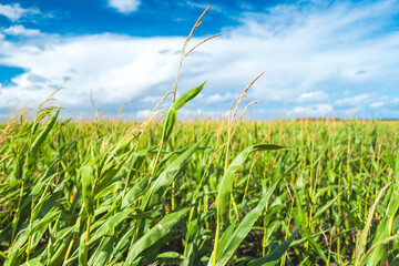 Lush field of green maize plants seem leaning in strong winds on a farm field. The crop will seen be read for harvesting.