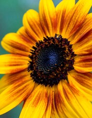 Obraz premium Close-up of vibrant sunflower