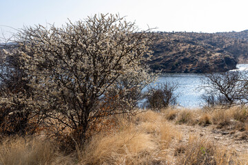 Acacia sieberiana en fleurs sur les rives d'un lac en Namibie