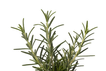 Fototapeta premium Fresh rosemary sprigs isolated on transparent background, showcasing its aromatic leaves and culinary potential for adding flavor to dishes