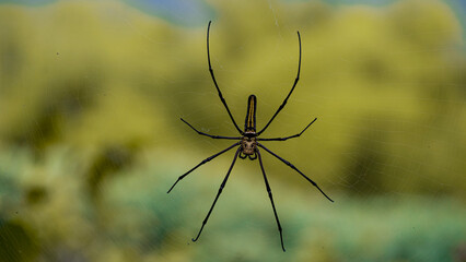 Detailed macro photograph showcasing a spider resting on its web against a blurred natural background, emphasizing its intricate web design and the contrast of the environment's soft hues.