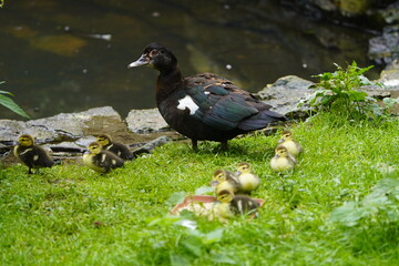 Muscovy duck with chicks (Cairina moschata) Walsrode Bird Park, Germany.