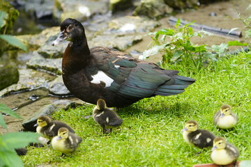 Muscovy duck with chicks (Cairina moschata) Walsrode Bird Park, Germany.