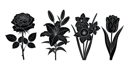 Set of four black silhouette flowers rose lily daffodil tulip isolated botanic garden elements vector