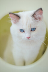 3 months old ragdoll kitten wondering around the cat shelter. domestic cat