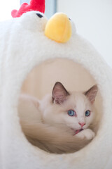 3 months old ragdoll kitten inside the cozy cat shelter, looking into the camera. domestic cat