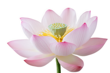 Delicate pink lotus flower with green center isolated on transparent background