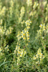 Common toadflax (Linaria vulgaris) in a meadow.
