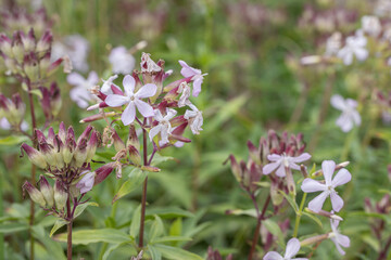Inflorescence of crow soap (Saponaria officinalis).
