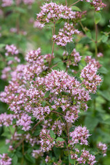 Oregano in full bloom (Origanum vulgare).