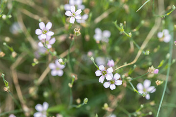 Tiny blossom of the coat saxifrage (Petrorhagia saxifraga).