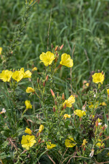 Evening-primrose grows on a meadow (Oenothera biennis).