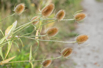 Dry flower head of  (Dipsacus fullonum). Copyspace.