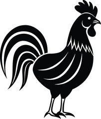 rooster isolated on white background