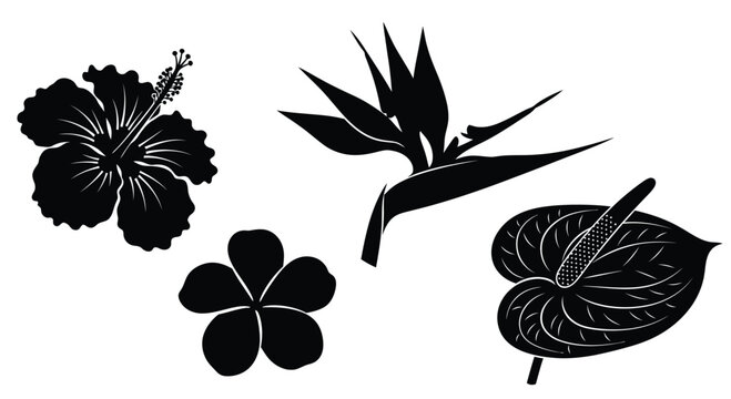 Tropical floral silhouettes collection exotic flower designs for decor and design projects vector