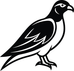 dove on white background