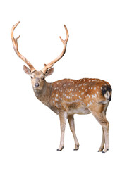 male European fallow deer isolated on a white background