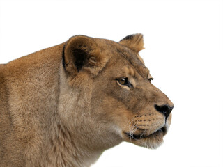Portrait of a lioness on a isolated on white background