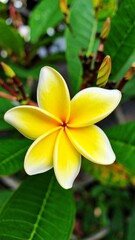 Fototapeta premium Close-up of a vibrant yellow flower