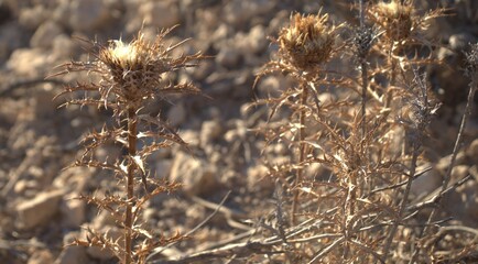 Obraz premium flor seca bajo los rayos del sol