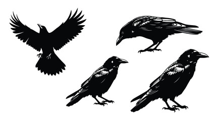 Set of four black ravens in various poses ideal for graphic design projects vector