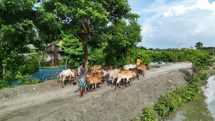 Obraz premium Cattle Herder Leading a Herd of Cows Along a Rural Path in Bangladesh – landscape photo