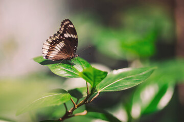 Butterfly resting on a green leaf under natural light in a serene garden setting during a sunny afternoon