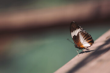 Butterfly resting on a wooden surface near water during a sunny day in a tropical garden