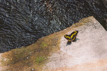 Colorful butterfly resting on a stone near a flowing river during a sunny afternoon