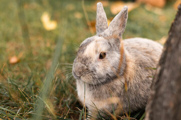 Little funny grey rabbit sitting in leaves in autumn. Cute decorative rabbit in autumn leaves. 