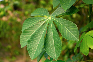 Close-up of cassava (Manihot esculenta) leaves showing their distinctive palmate shape and green veins, captured in natural daylight.