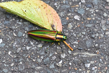 Obraz premium タマムシ