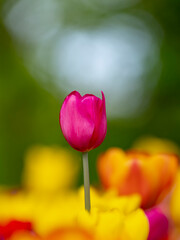 Tulipe mauve © Thierry