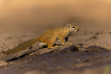 Unstriped Ground Squirrel (xerus rutilus) coming to a waterhole for a drink in Mashatu game reserve in the Tuli block in Botswana