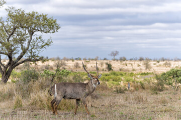 Waterbuck (Kobus ellipsiprymnus) male hanging around in the Kruger National Park in South Africa