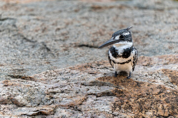 Pied kingfisher (Ceryle rudis) sitting in Kruger National Park in South Africa