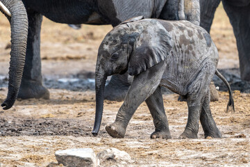 Young Elephant playing and drinking at a waterhole in Etosha National Park in Namibia