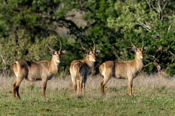 Waterbuck (Kobus ellipsiprymnus) male hanging around in the Kruger National Park in South Africa