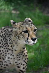 Cheetah with his Ears Pulled Back
