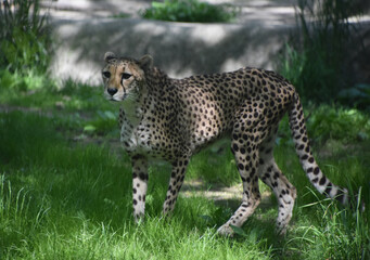 Slinky Spotted Cheetah with Slender Hips