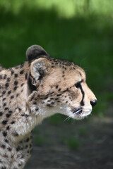 Side Profile of a Cheetahs Head on the Hunt