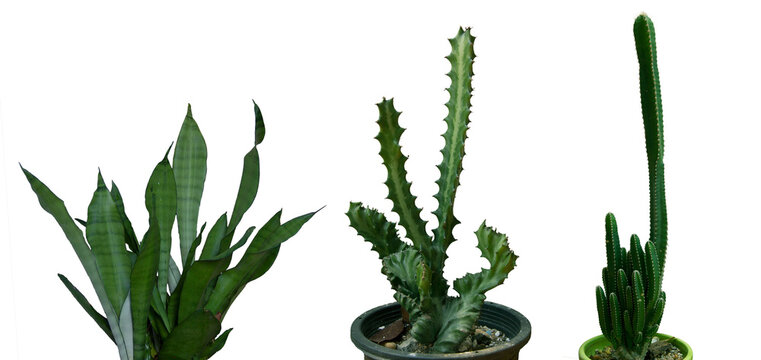 Dracaena trifasciata, Silver queen snake plant (Sansevieria trifasciata, mother-in-law's tongue), Cereus Peruvianus Cactus (Cereus repandus Monstrosus), Cereus Peruvianus Florida Cactus. Transparent.