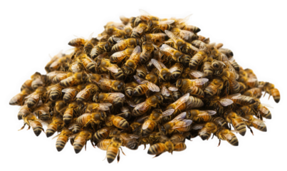 A large pile of honey bees isolated on a transparent background